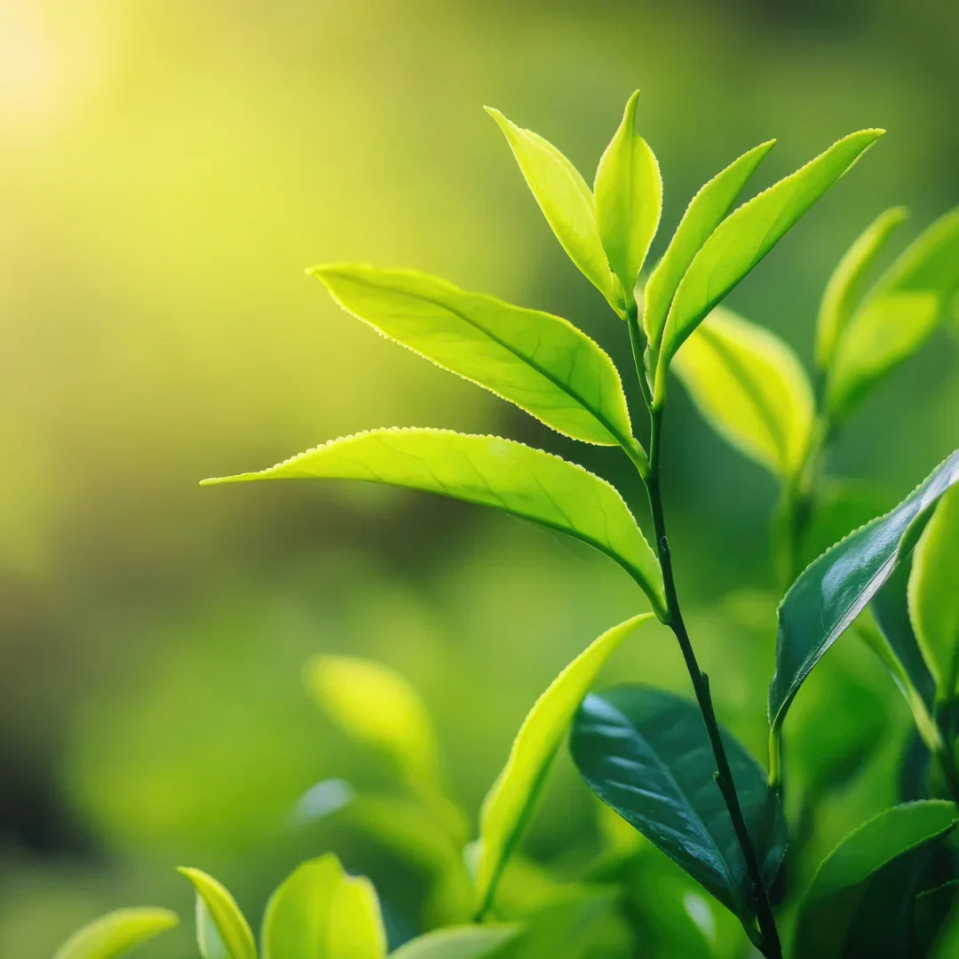 What Is L-Theanine? The Evening Relaxation Compound You Need to Know About